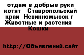отдам в добрые руки котят - Ставропольский край, Невинномысск г. Животные и растения » Кошки   